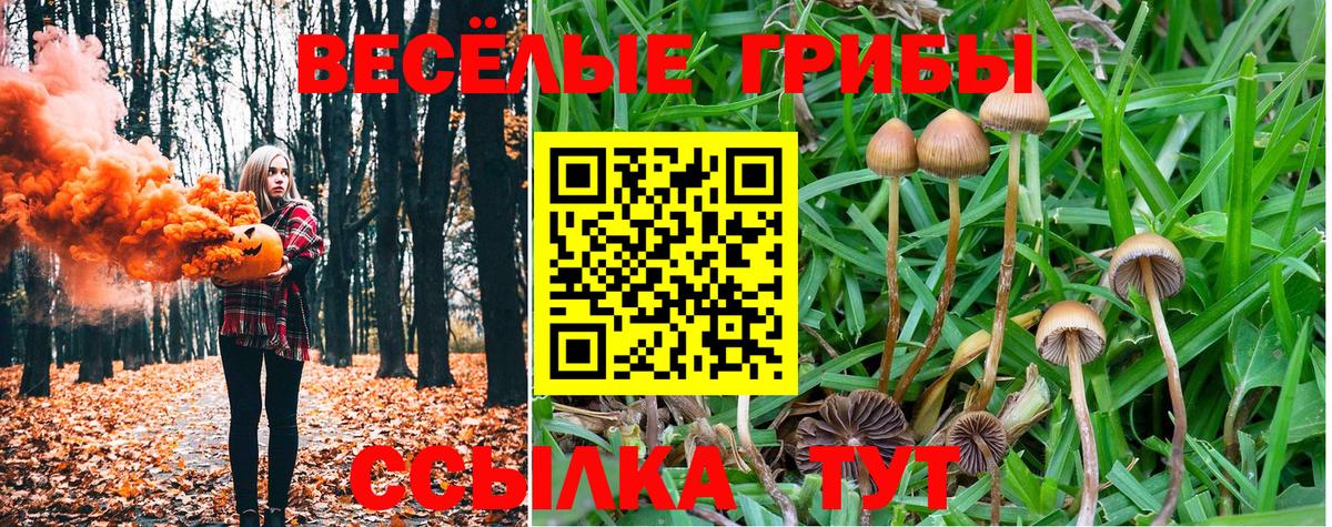 Псилоцибиновые грибы Psilocybe Осинники